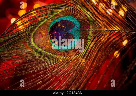 Holi colours on a peacock feather Stock Photo