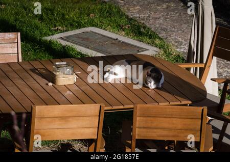 Pet cat lying on a wooden table rests and relaxes Stock Photo