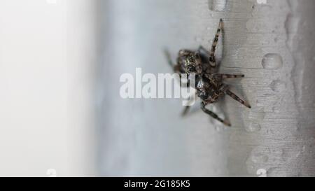 a macro image of a tiny spider covered in rain drops sitting on a metal pipe Stock Photo