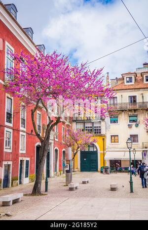 Typical colorful houses of Alfama in Lisbon, Portugal and blooming pink bougainvillea trees. Spring time. Yellow and red buildings with green doors. Stock Photo