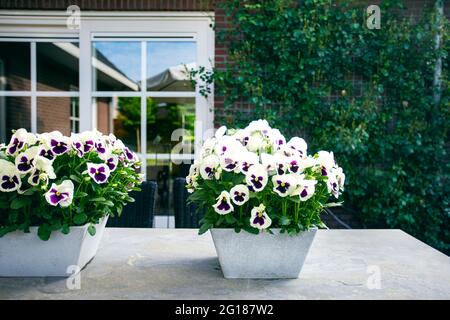flowers on the table in garden, white purple daisy stylish decoration in the summer with with house and big window on the background modern design Stock Photo