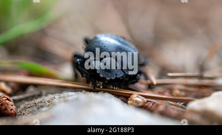 a macro image of a stag beetle crawling across the forest floor Stock Photo