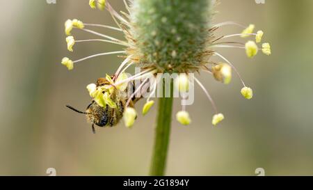 a small honey bee looking for sweet pollen to turn into tasty honey Stock Photo