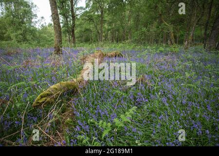 Little Druim Wood is situated near Lendrick, Stirling, Scotland, United Kingdom, FK17 8HR. Stock Photo