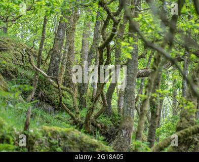 Little Druim Wood is situated near Lendrick, Stirling, Scotland, United Kingdom, FK17 8HR. Stock Photo