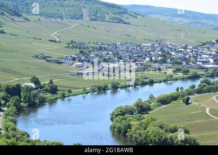 view into Mosel valley between Leiwen and Trittenheim Stock Photo