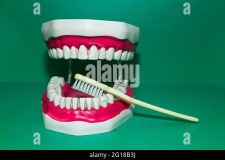 Dental layout of the human jaw with teeth and implants Stock Photo - Alamy