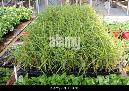 Annual grasses growing in seedling starter trays Stock Photo