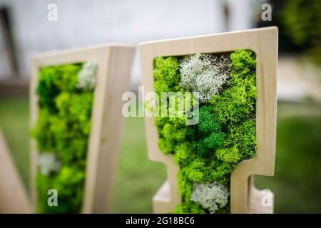 Shallow depth of field (selective focus) image with stabilized moss and lichen used in architecture. Stock Photo