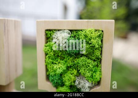 Shallow depth of field (selective focus) image with stabilized moss and lichen used in architecture. Stock Photo