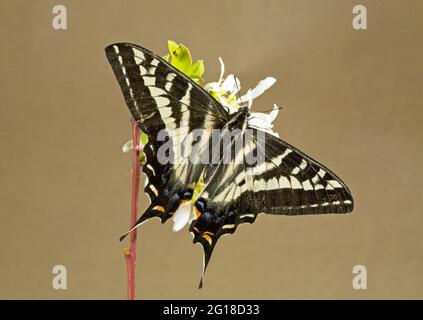 Portrait of a pale swallowtail butterfly, Papilio eurymedon, resting on a wild, Oregon dogwood  blossom, Ochoco Mountains, Oregon. Stock Photo