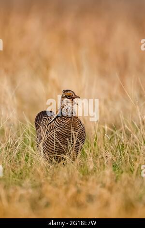 Greater Prairie Chicken, Tympanuchus cupido, male calling on lek in Fort Pierre National Grassland, South Dakota, USA Stock Photo