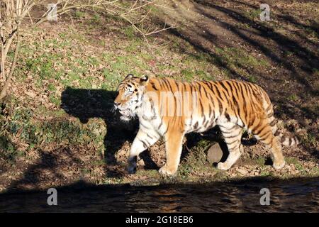 Sibirischer Tiger / Siberian tiger / Panthera tigris altaica Stock Photo