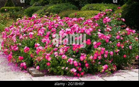 Magic Meillandecor rose bushes. Roses in bloom in May, pink roses. Stock Photo