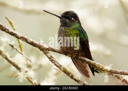 Talamanca (Admirable) Hummingbird - Eugenes spectabilis is large hummingbird living in Costa Rica and Panama.  Beautiful green and blue colour not vis Stock Photo