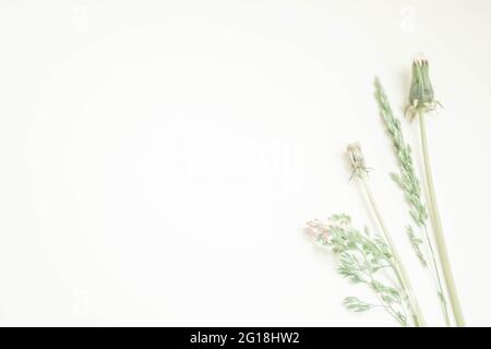 Artistic flower arrangement with dandelion flowers and herbs on a white table. Copy space. Stock Photo