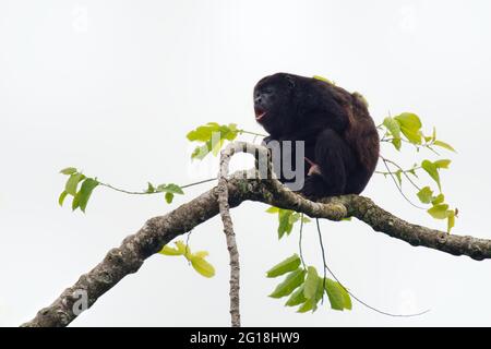 Mantled howler - Alouatta palliata or golden-mantled howling monkey, New World monkey, from Central and South America. Typical voice of american tropi Stock Photo