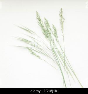 Summer botanical floral composition with green herbs on white textured table. Art card. Stock Photo