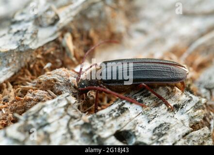 Longhorn beetle Tragosoma depsarium on decaying pine wood