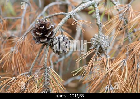 Pine cone on dry twig Stock Photo
