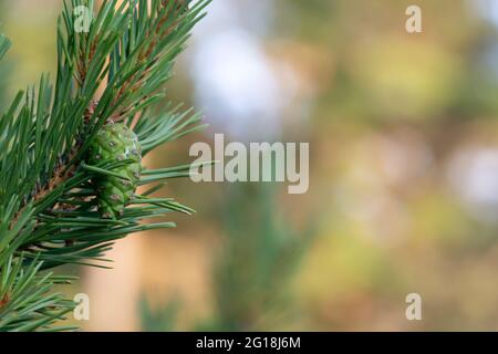 Green pinecones on pine branch Stock Photo