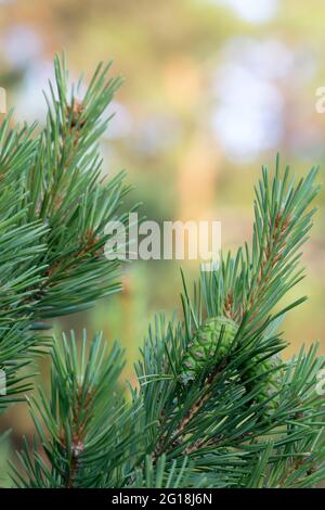 Green pinecones on pine branch Stock Photo
