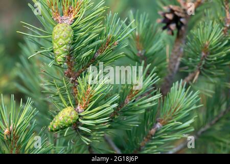 Green pinecones on pine branch Stock Photo