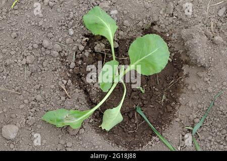 Planted on a bed and watered with water seedlings of white cabbage. The beginning of the summer season. Selective focus. Stock Photo