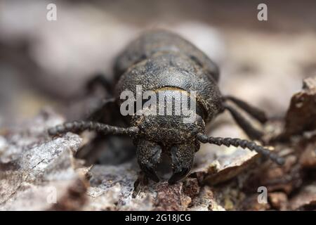 Black longhorn beetle, spondylis buprestoides cowered in sawdust on pine bark Stock Photo