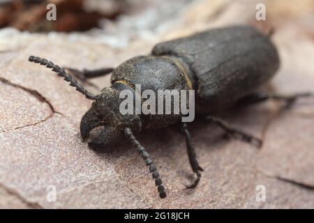 Black longhorn beetle, spondylis buprestoides cowered in sawdust on pine bark Stock Photo
