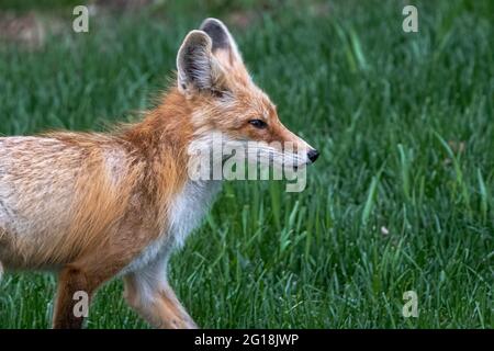 Young American red fox (Vulpes fulva) Stock Photo