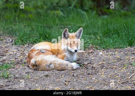 Young American red fox (Vulpes fulva) Stock Photo