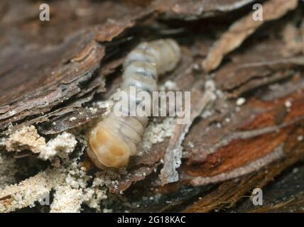 Long horn beetle, Cerambycidae larva on pine wood Stock Photo
