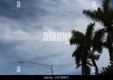 Tropical  Palm trees on a nice day Stock Photo