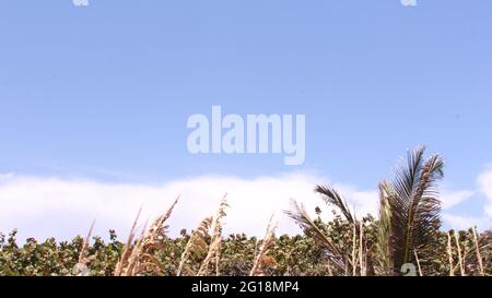 Tropical  Palm trees on a nice day Stock Photo