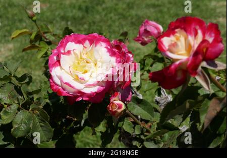 Newhall, California, USA 4th June 2021 A general view of atmosphere of flowers at Eternal Valley Memorial Park on June 4, 2021 at 23287 Sierra Hwy in Newhall, California, USA. Photo by Barry King/Alamy Stock Photo Stock Photo