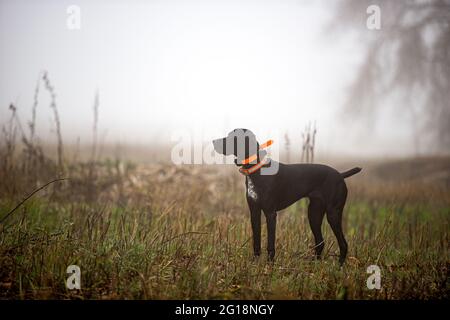 A hunting dog in a field on a foggy morning standing profile to the camera looking away. Stock Photo