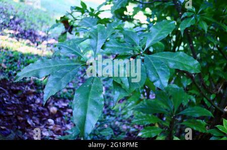 Pereskia sacharosa or tujuh jarum grows in the garden in Bogor, Indonesia. Herbal plant. Stock Photo