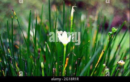 White windflower or autumn zephyrlily in the garden. In Indonesia called kembang coklat. Stock Photo