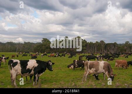 Dairy cattle grazing on fertile pastures against a backdrop of wet temperate eucalypt forest, northwest Tasmania, Australia Stock Photo