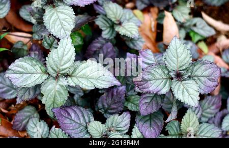 Hemigraphis alternata or purple waffle plant in the garden. In Indonesia called remek daging. Stock Photo