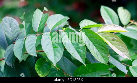 Derris elliptica or tuba leaf on the plant. The roots of Derris ...