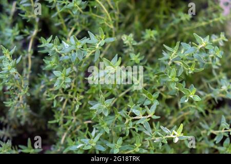Fresh thyme background. Thymus aromatic evergreen plant healthy perennial herb, antioxidant activity. Condiment cuisine aromatherapy, bronchitis colic Stock Photo