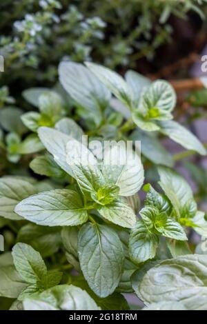 Fresh mint peppermint properties concept. Mentha aromatic green organic plant healthy perennial herb. Cuisine food herbal tea massage essential oil pe Stock Photo