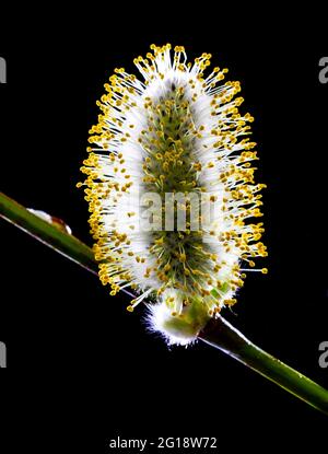 Willow catkin (Salix sp.) Stock Photo