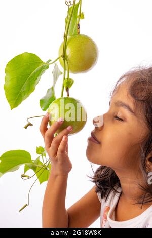 A girl kid touching the fresh Green Passion fruit on vine with white background,isolated Stock Photo