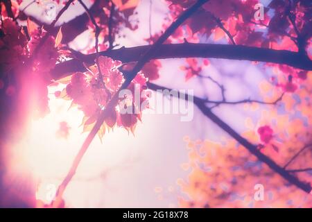 Dreamy light falling through the branches of a cherry blossom tree on a hot summer day - Surreal composition of a blossoming tree during the day. Stock Photo