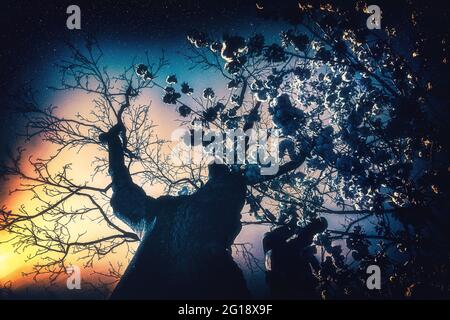 Starry sky, spirituality, space and galaxy assembled as a surreal composition of a blossoming tree by day. Branches merge picturesquely. Stock Photo