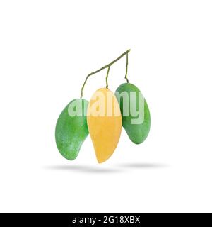 Yellow ripe mango and green raw mango in the same branch on white background Stock Photo