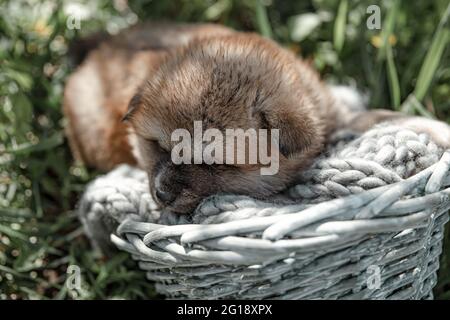 Little cute puppy sleeps in a basket among the grass outside. Stock Photo